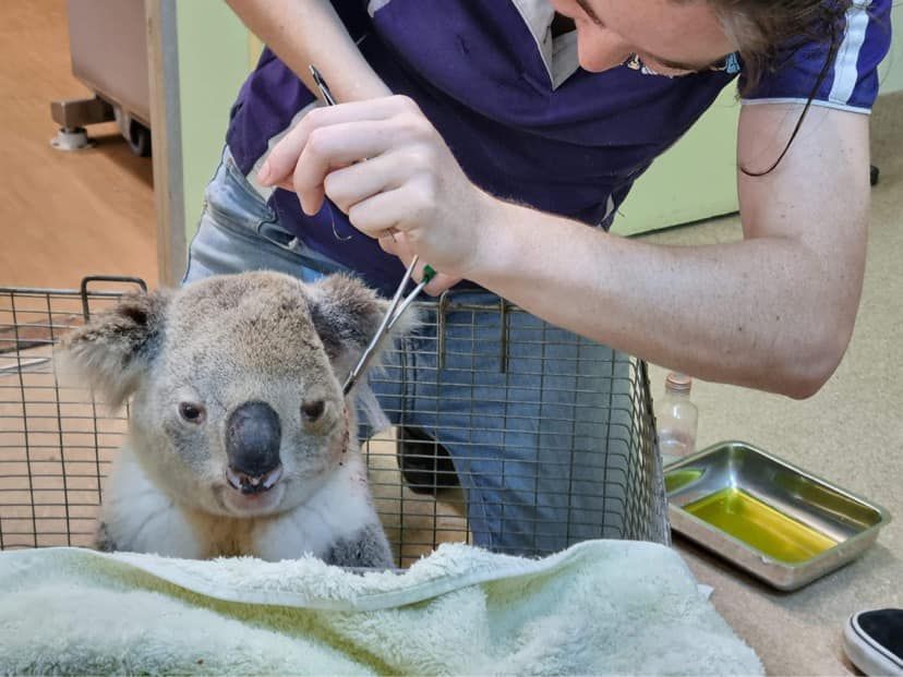 Koala being fed with a dropper by a caretaker in a veterinary setting — Sarina Veterinary Surgery In Sarina, QLD