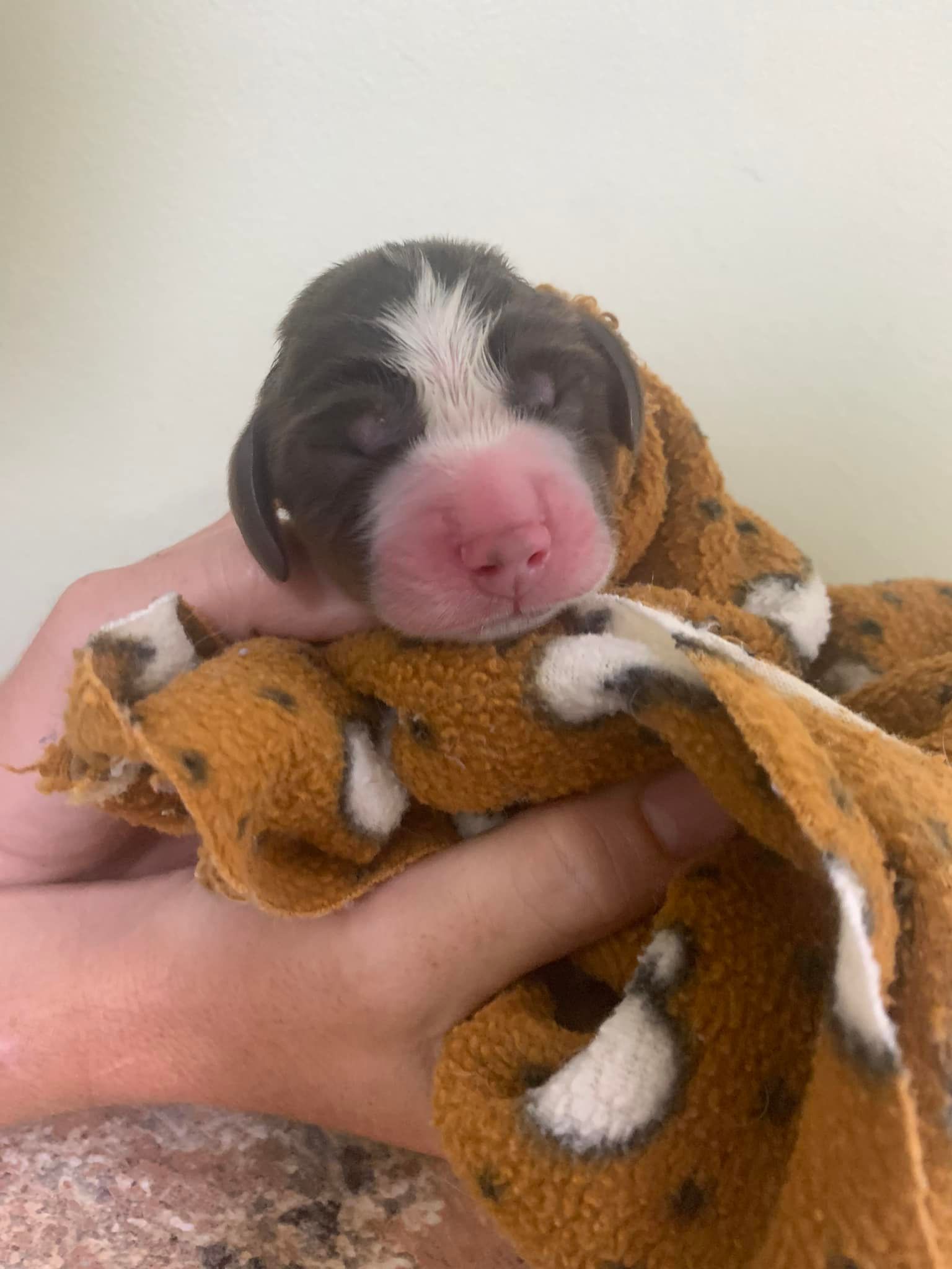 Tiny Black-And-White Puppy Wrapped in An Orange Blanket, Sleeping in A Hand — Sarina Veterinary Surgery In Sarina, QLD