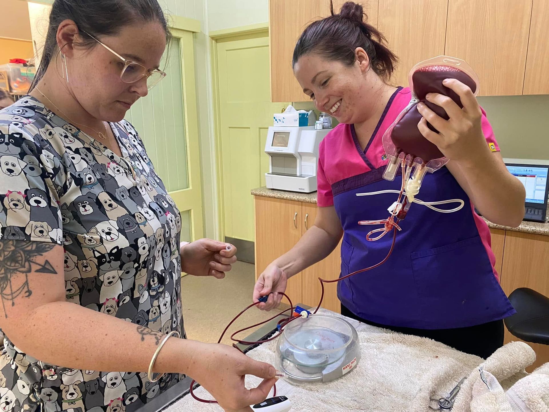 Two women examining a glass bowl and tools on a worktable — Sarina Veterinary Surgery In Sarina, QLD