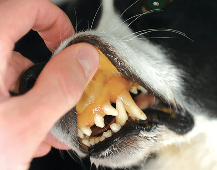 Surgical procedure on open tissue with gloved hands using instruments and retractors — Sarina Veterinary Surgery In Sarina, QLD
