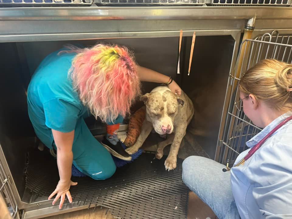 Veterinarian and assistant comforting a dog in a stainless steel kennel — Sarina Veterinary Surgery In Sarina, QLD