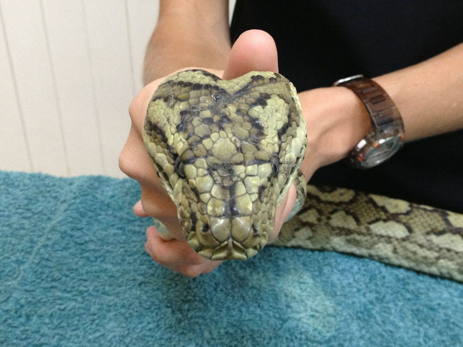 Close-Up of A Patterned Snake Being Held by A Person on A Teal Towel — Sarina Veterinary Surgery In Nebo, QLD