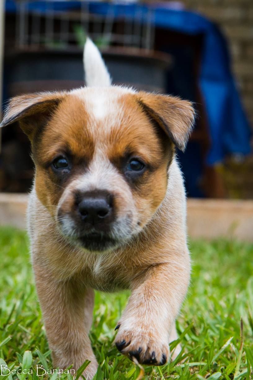 Brown-And-White Puppy Walking on Grass Toward the Camera — Sarina Veterinary Surgery In Sarina, QLD