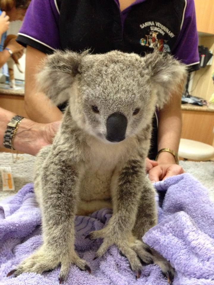 Koala Joey Sitting on A Purple Towel, Held by Gloved Hands in A Veterinary Setting — Sarina Veterinary Surgery In Nebo, QLD