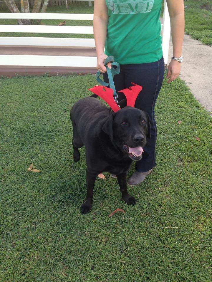 Black Dog Wearing a Red Harness Stands on Grass Beside a Person — Sarina Veterinary Surgery In Nebo, QLD