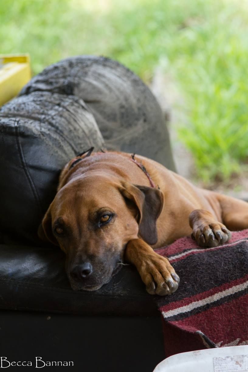 Brown dog resting on a blanket beside a black dog, outdoors on grass — Sarina Veterinary Surgery In Nebo, QLD