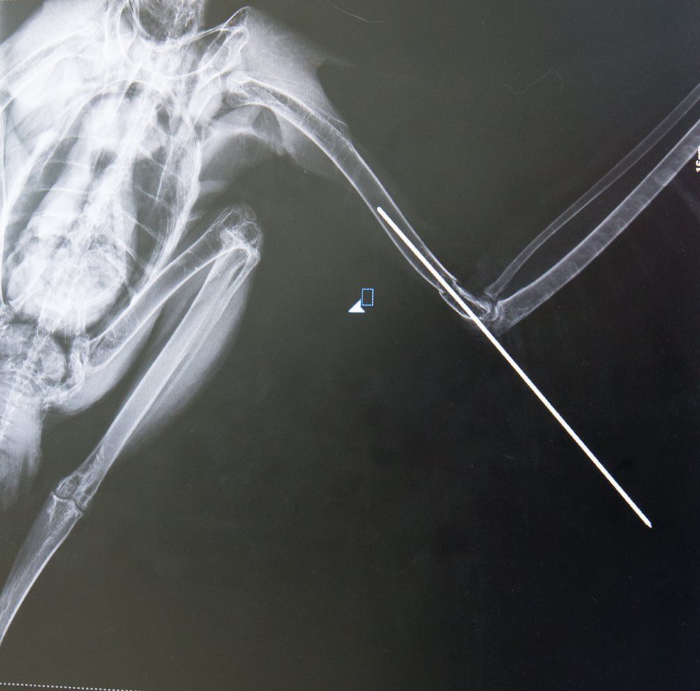 X-Ray of A Bent Arm with A Long Metal Needle or Wire Inserted Through the Forearm — Sarina Veterinary Surgery In Sarina, QLD