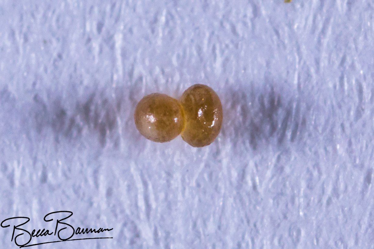 Two Small Amber Translucent Capsules on A White Textured Surface — Sarina Veterinary Surgery In Sarina, QLD