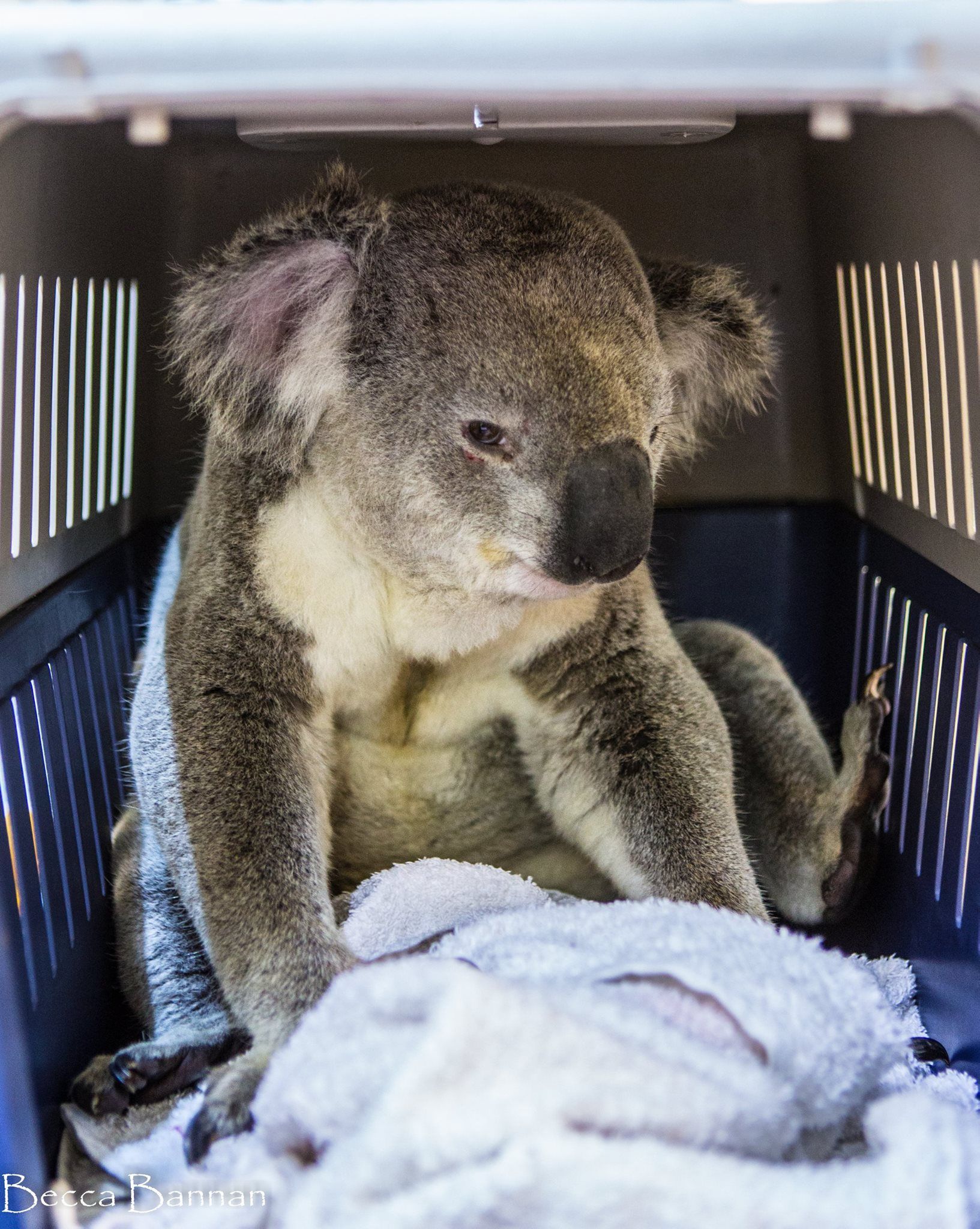 Koala Sitting in A Pet Carrier with A Gray Blanket Inside — Sarina Veterinary Surgery In Sarina, QLD