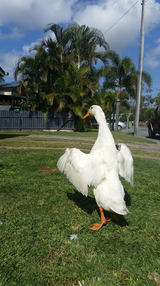 White Duck Standing on Grass in A Park, with Palm Trees — Sarina Veterinary Surgery In Sarina, QLD