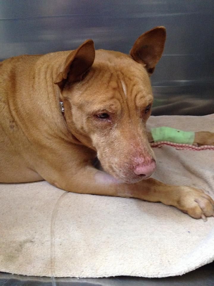 Brown Dog Lying on A Cream Blanket, Looking Downward with Ears Perked up — Sarina Veterinary Surgery In Mackay, QLD