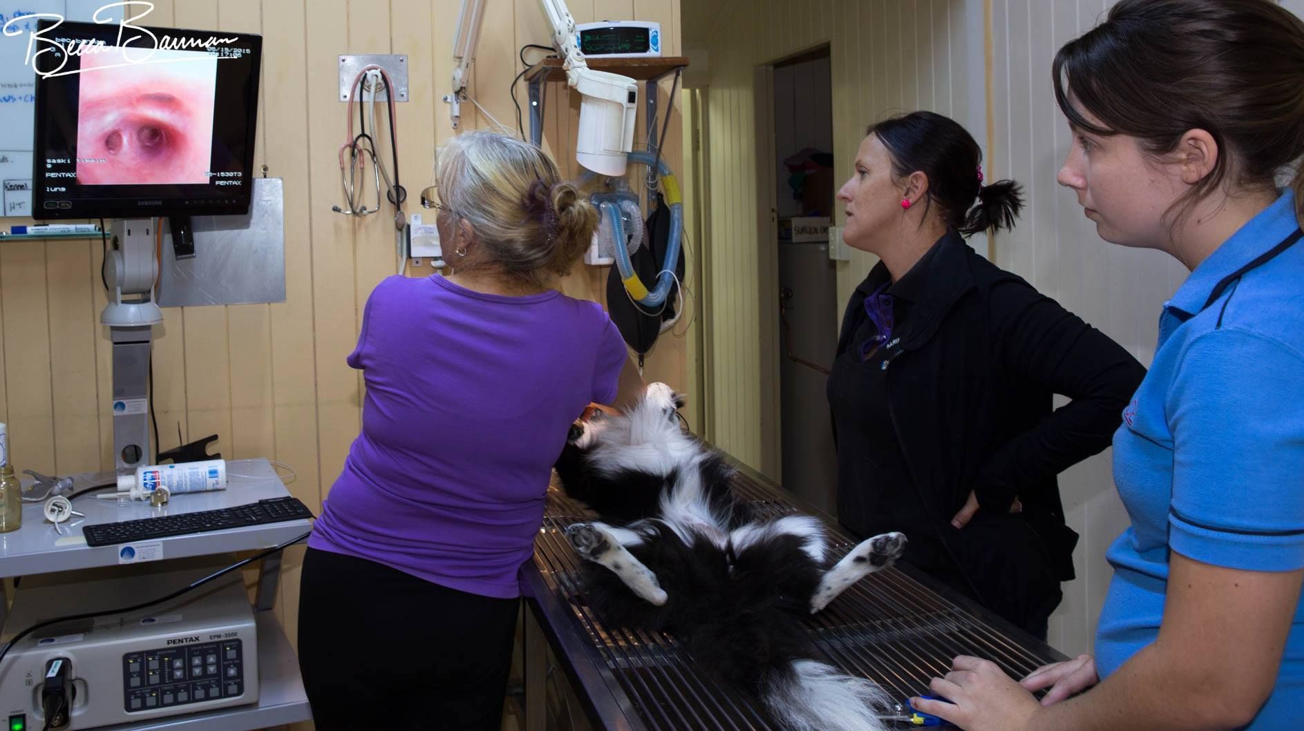 Veterinary Exam Room with A Cat on A Table and A Monitor — Sarina Veterinary Surgery In Nebo, QLD