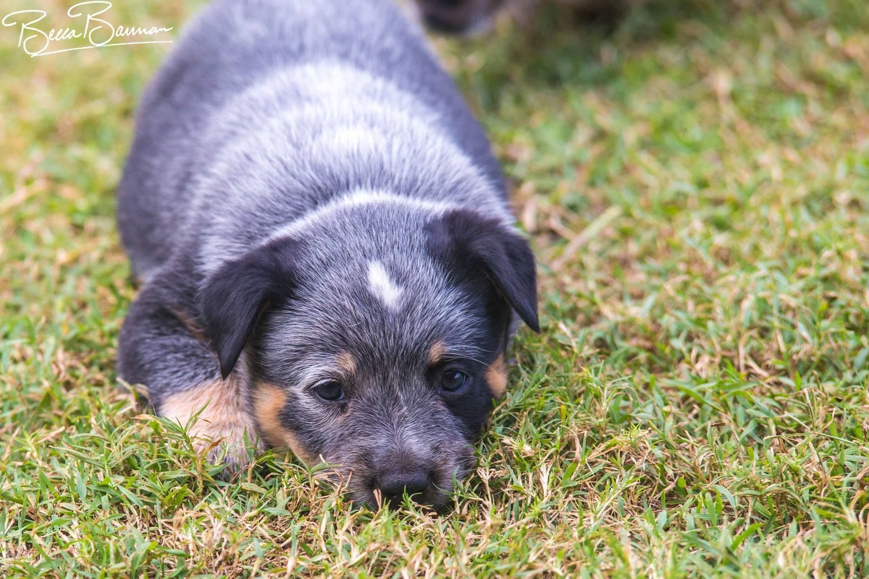 Black and Tan Puppy Lying in Grass with A White Spot on Its Forehead — Sarina Veterinary Surgery In Sarina, QLD