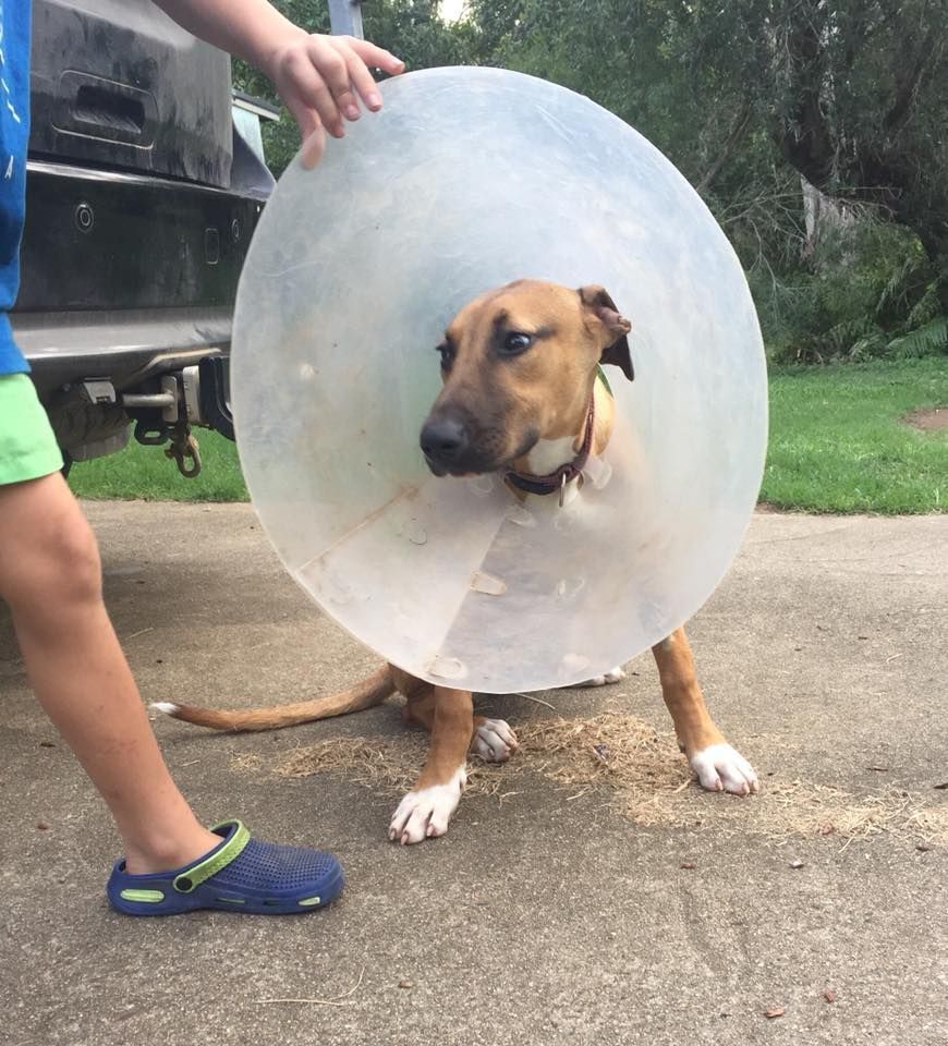 Brown Dog Wearing a Translucent Cone Stands on A Driveway Next to A Person’s Leg — Sarina Veterinary Surgery In Sarina, QLD