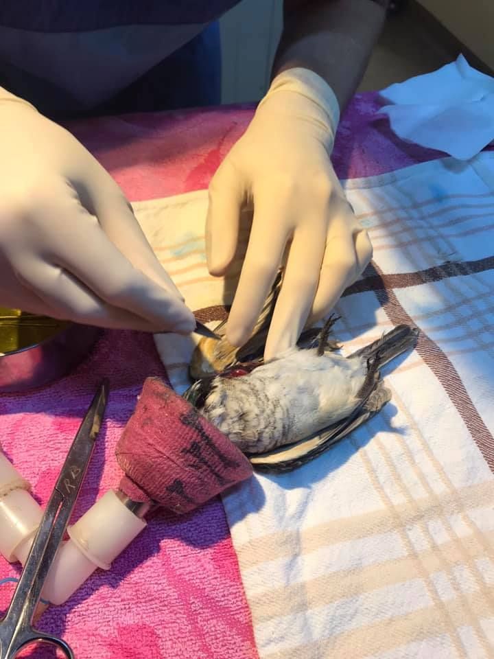 Hands Performing a Small Animal Surgery on A Towel — Sarina Veterinary Surgery In Mackay, QLD