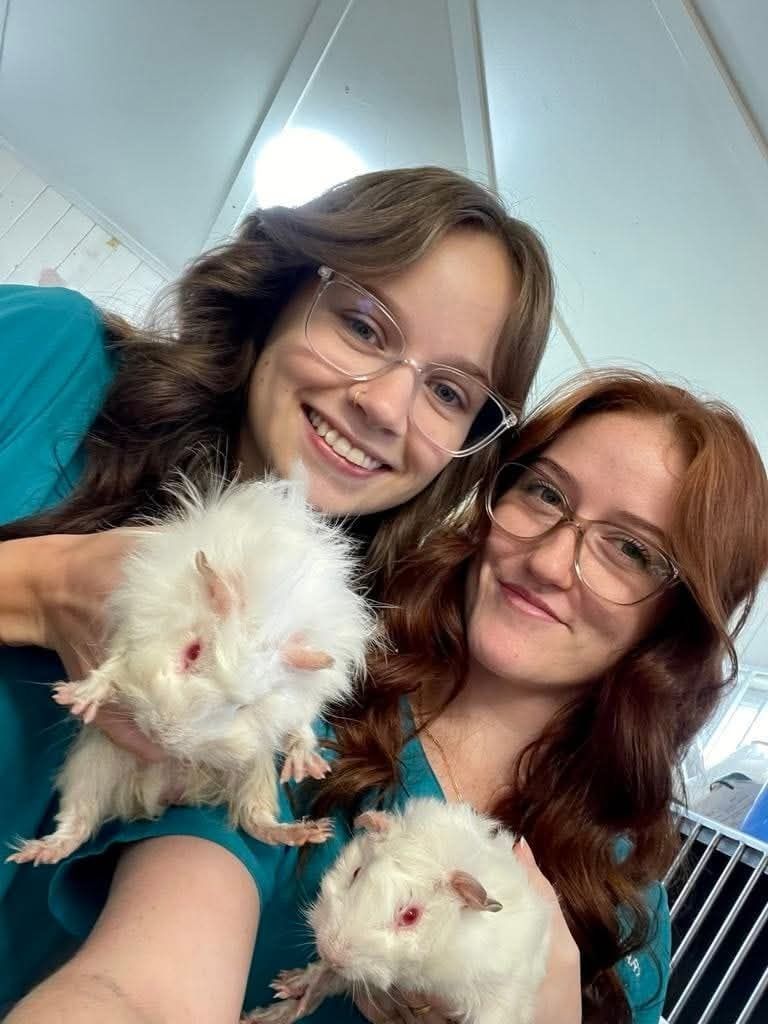 Two Smiling People Holding Two Fluffy White Rabbits Indoors — Sarina Veterinary Surgery In Sarina, QLD