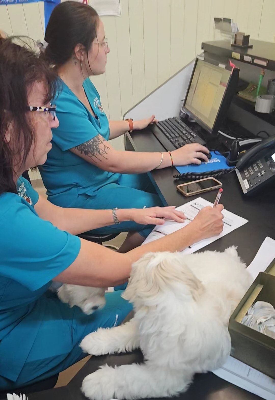 Two People at A Computer Desk with A White Cat in A Clinic-Like Office — Sarina Veterinary Surgery In Sarina, QLD