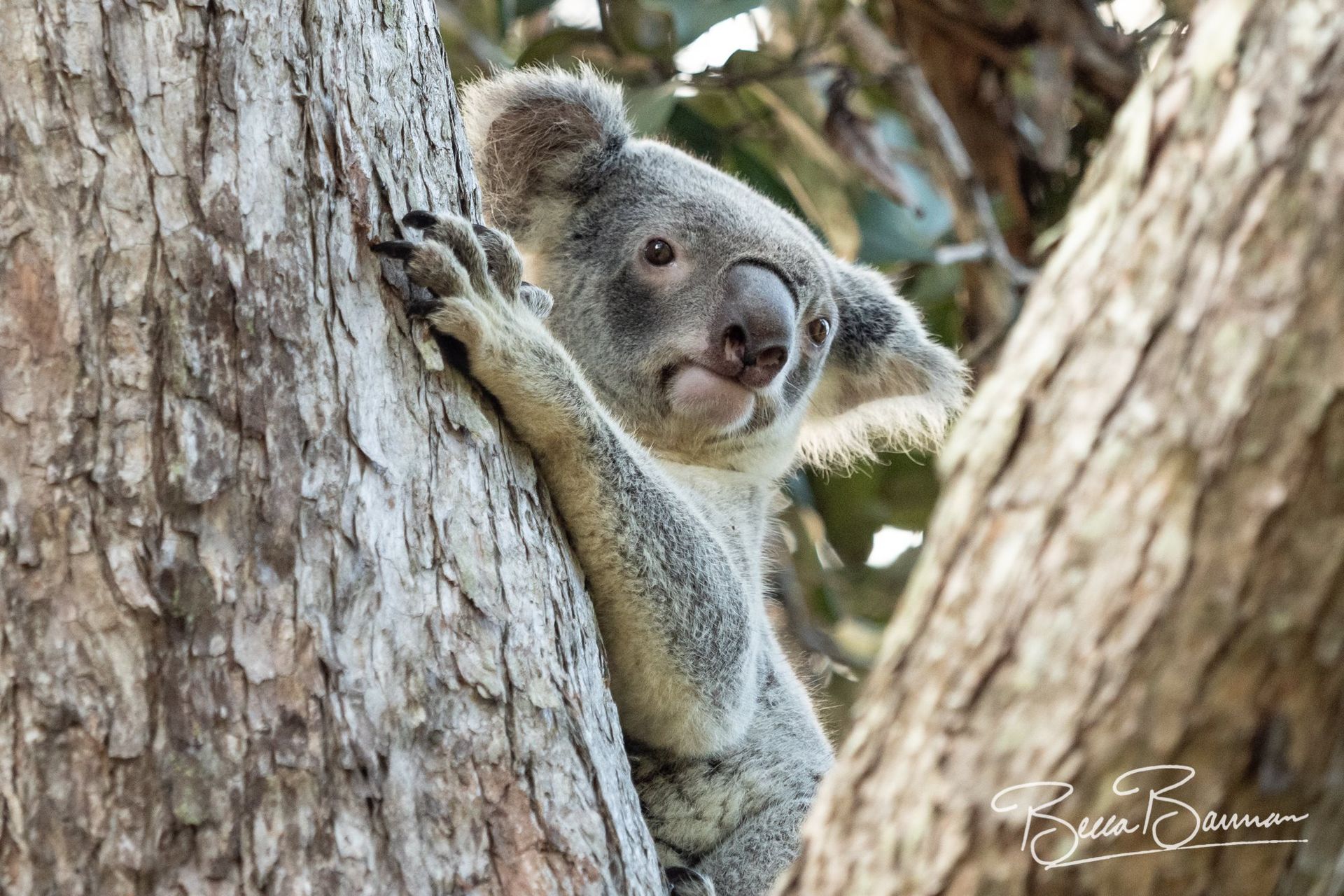 Koala Clinging to A Tree Trunk, Peeking out With a Calm Expression — Sarina Veterinary Surgery In Sarina, QLD
