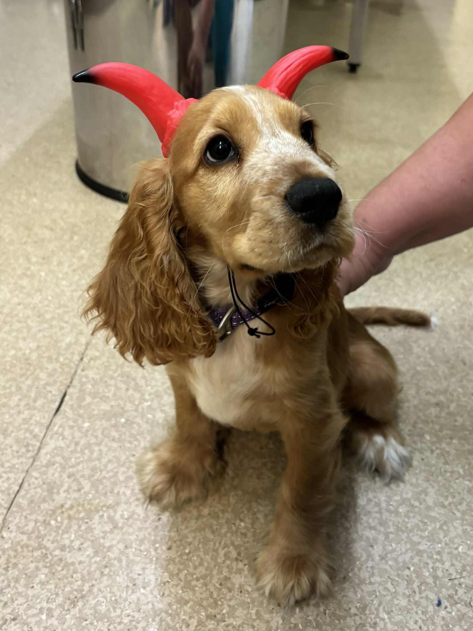 Small Dog with Red Devil Horns Sitting on A Clinic Floor — Sarina Veterinary Surgery In Sarina, QLD