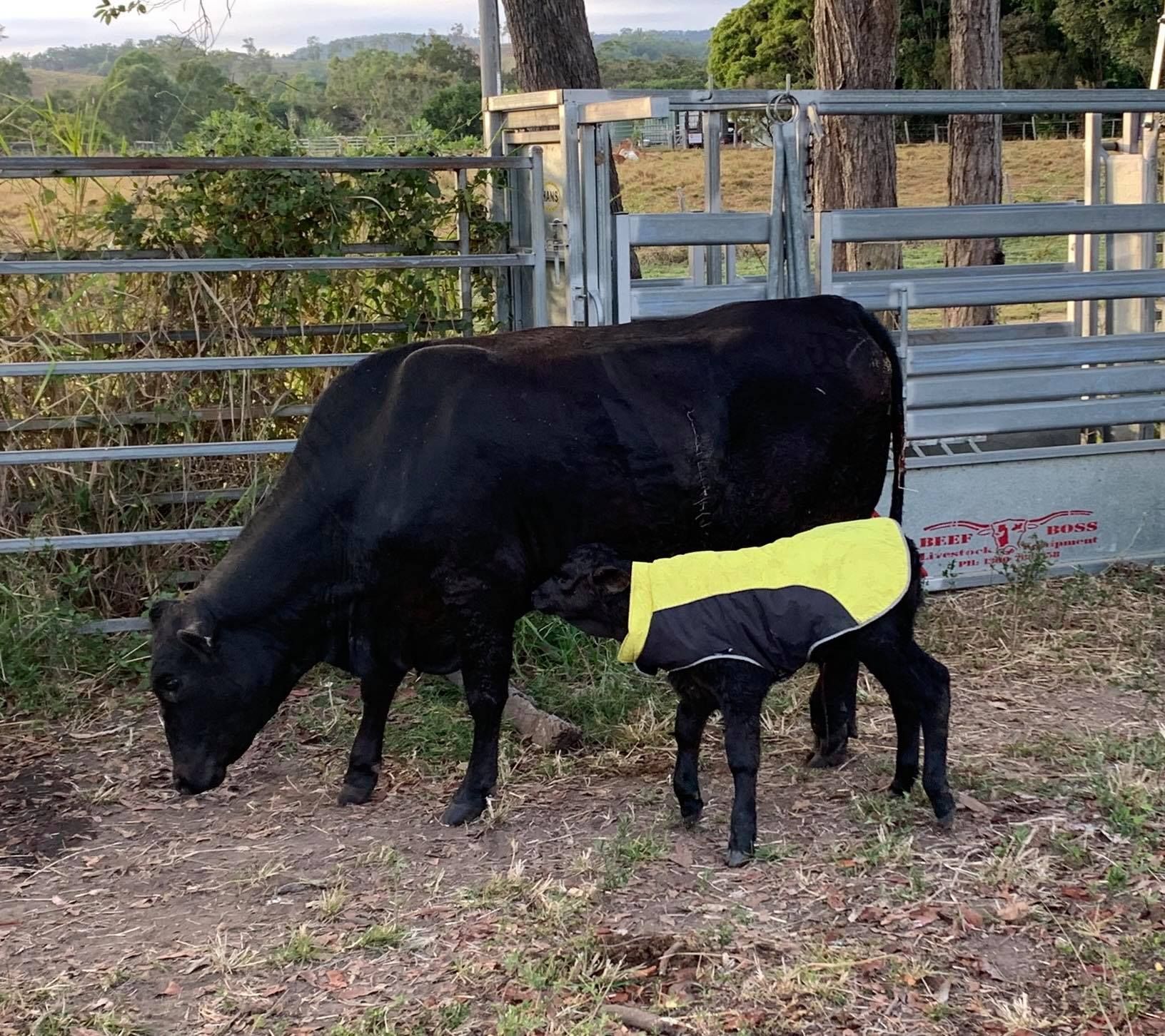 Black cow and calf, the calf wearing a yellow coat, standing in a fenced pasture — Sarina Veterinary Surgery In Sarina, QLD