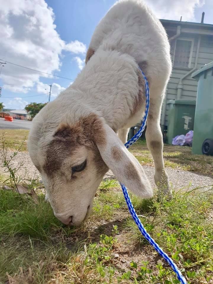 White lamb on a blue leash grazing on grass — Sarina Veterinary Surgery In Mackay, QLD