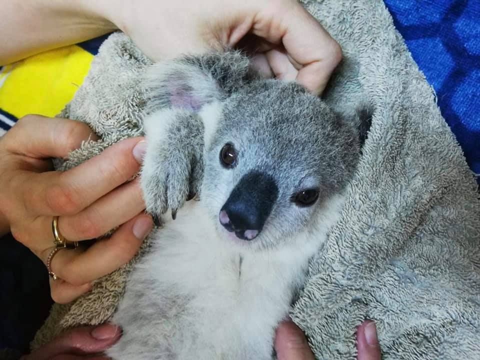 Tiny koala joey being held in a towel by hands — Sarina Veterinary Surgery In Sarina, QLD