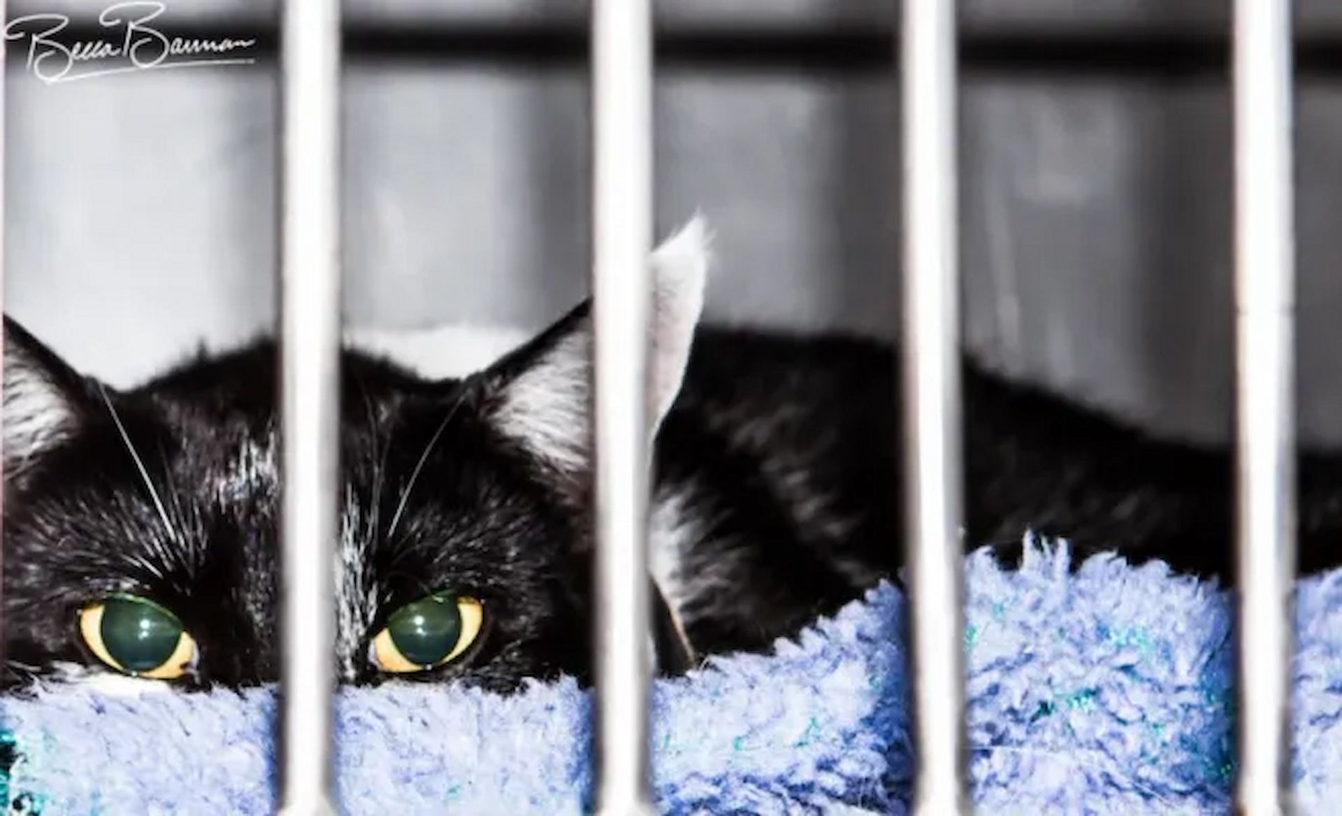 Vet Clinic In Sarina Caring For Cat In Kennel