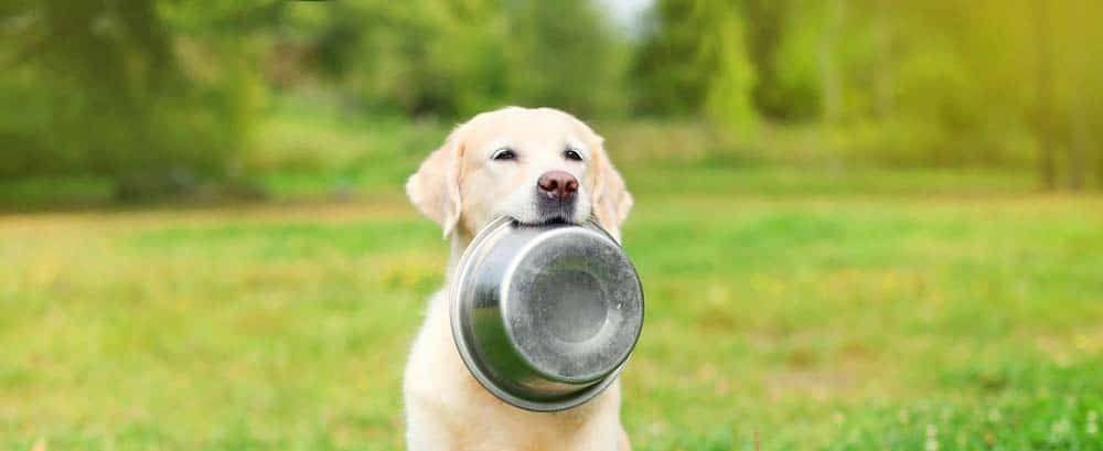 Vet Clinic Sarina Dog Holding Food Bowl Outdoors