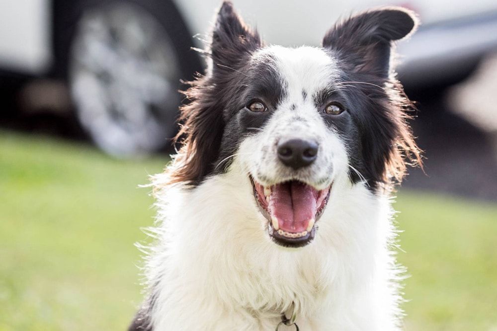 Veterinary Clinic Services for Dog Health and Care