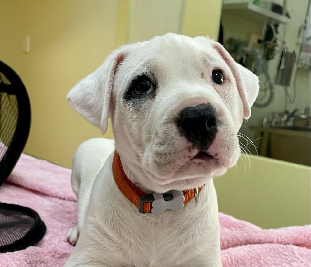 White Puppy with An Orange Collar Lying on A Pink Blanket, Looking at The Camera — Sarina Veterinary Surgery In Sarina, QLD