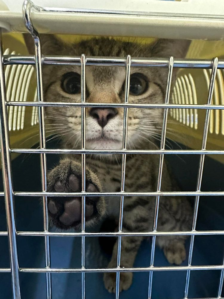Tabby Cat Behind Metal Cage Bars, Paw Raised, Looking Straight Ahead — Sarina Veterinary Surgery In Sarina, QLD