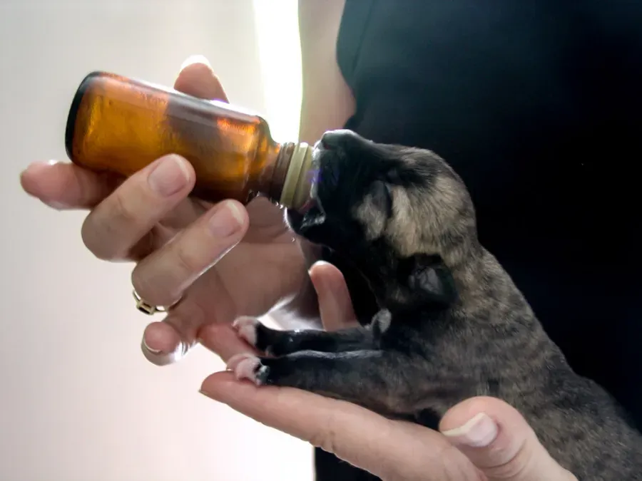 Hand Feeding a Tiny Black Puppy from An Amber Bottle — Sarina Veterinary Surgery In Sarina, QLD