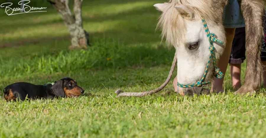 A Black-And-Tan Dachshund Watches a White Pony Grazing on A Grassy Field — Sarina Veterinary Surgery In Sarina, QLD