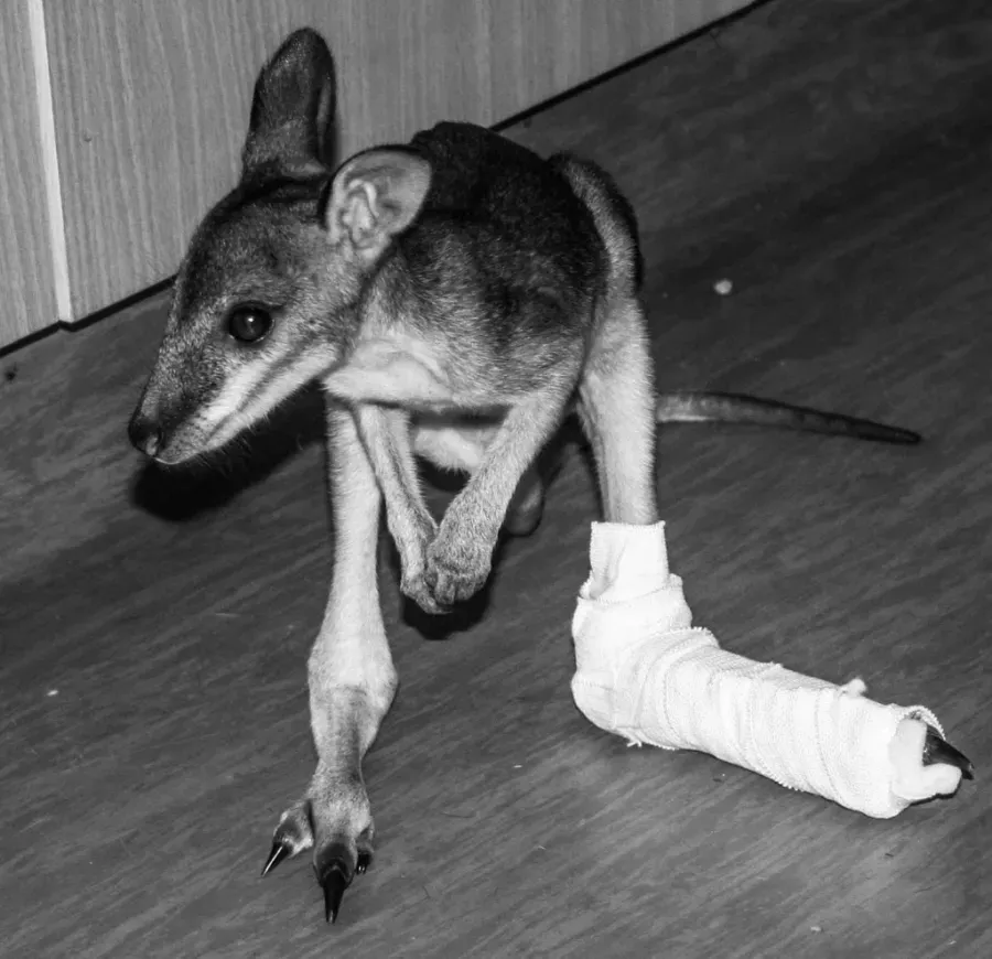 Injured Small Animal with A Bandaged Front Leg on A Floor, Resting Against a Wall — Sarina Veterinary Surgery In Sarina, QLD