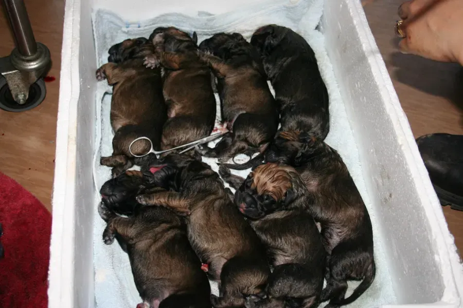 Several Newborn Puppies Huddle Together in A White Foam Cooler on A Wooden Floor — Sarina Veterinary Surgery In Sarina, QLD