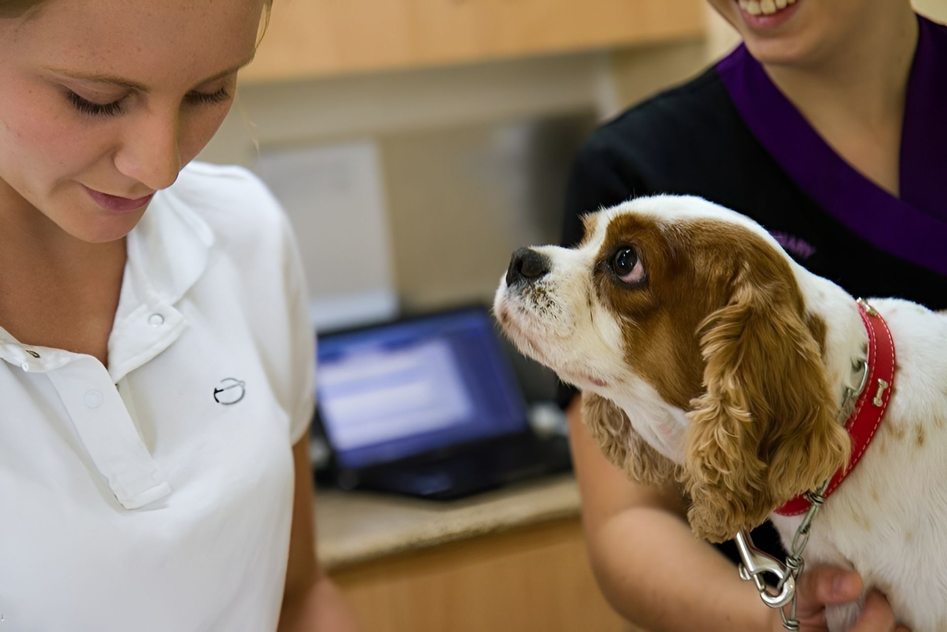 Vet Examining a Small Brown-And-White Dog While a Woman Holds It in A Clinic — Sarina Veterinary Surgery In Sarina, QLD