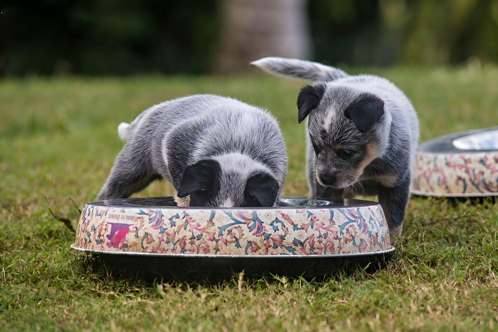 Two small dogs eating on grass — Sarina Veterinary Surgery In Sarina, QLD