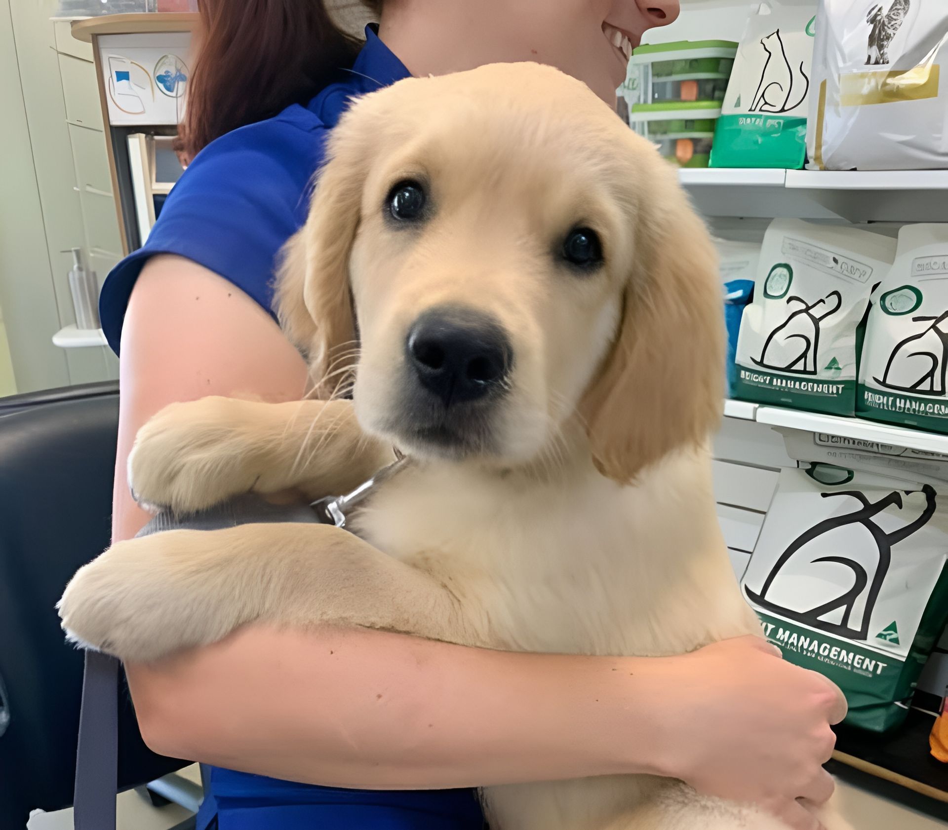 Golden Retriever Puppy Being Held by A Person — Sarina Veterinary Surgery In Sarina, QLD