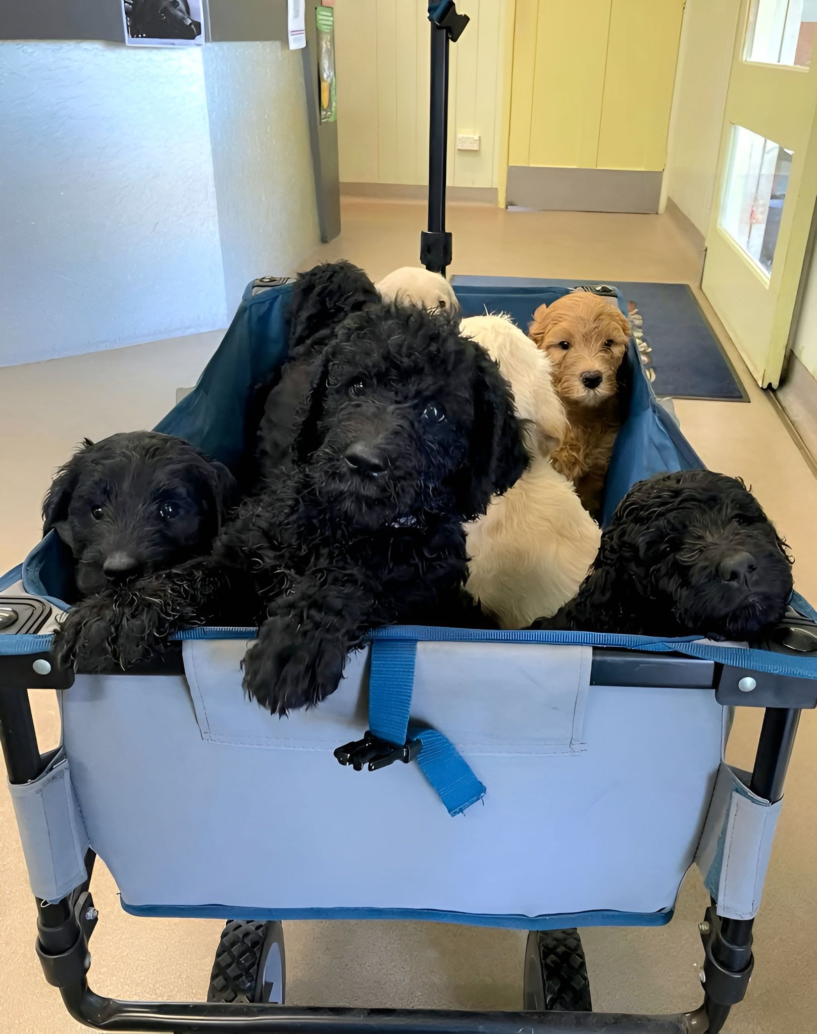 Five Fluffy Puppies Huddled Together in A Blue Wagon Indoors — Sarina Veterinary Surgery In Sarina, QLD