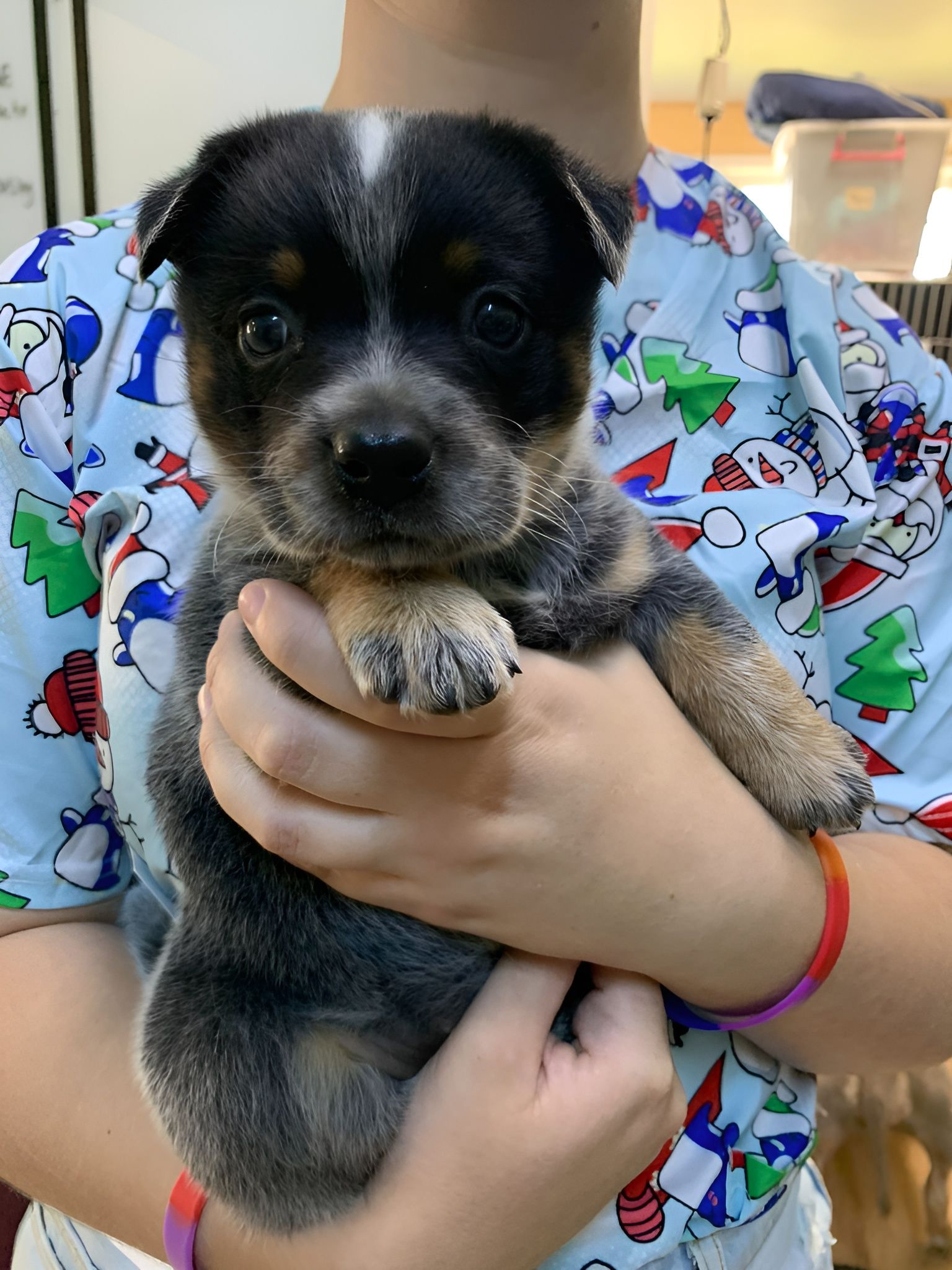 Person Holding a Small Black-And-Tan Puppy in A Colorful Shirt — Sarina Veterinary Surgery In Sarina, QLD