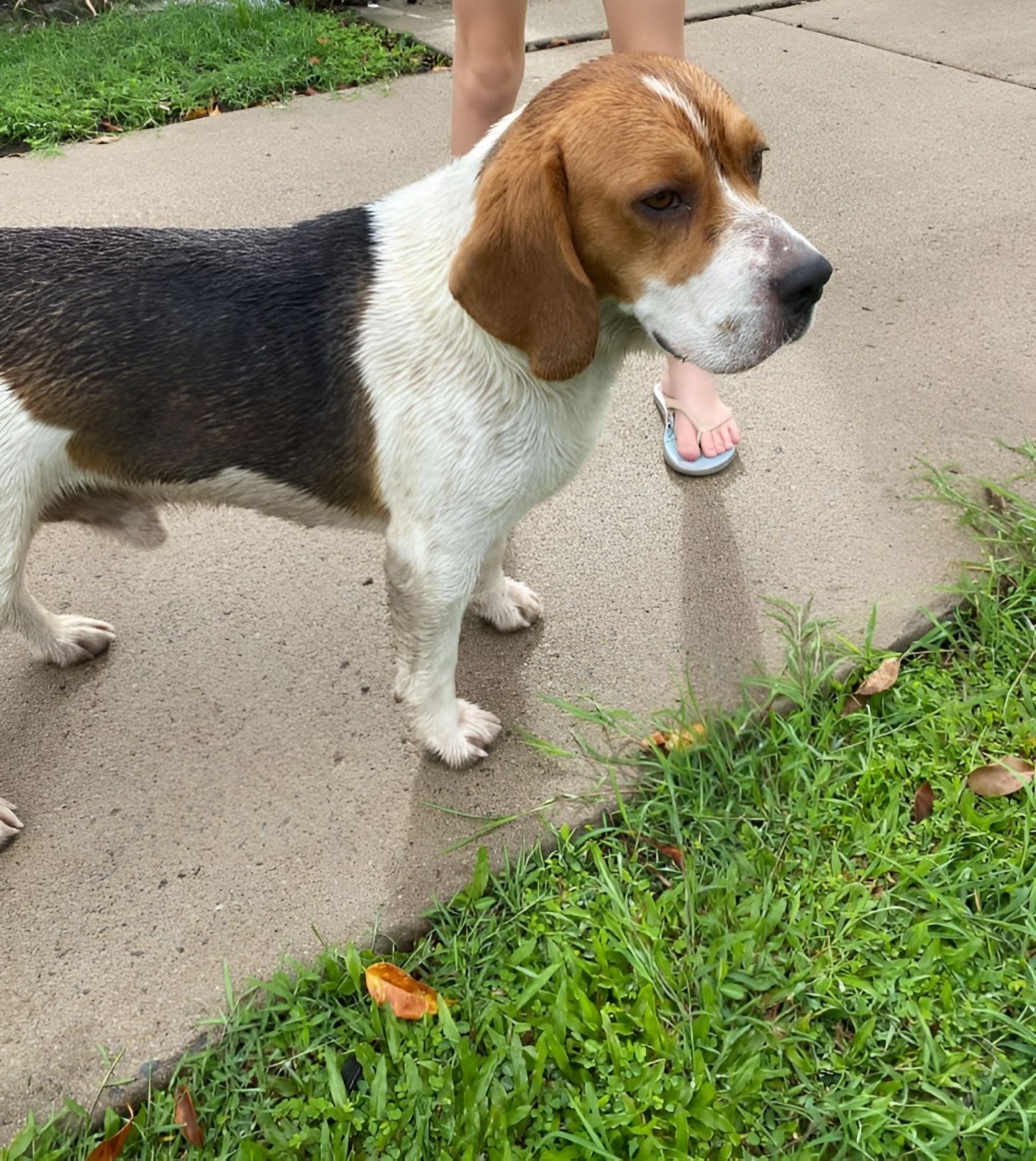 Beagle Standing on A Sidewalk Beside Grass, with A Person’s Feet Visible Behind It — Sarina Veterinary Surgery In Sarina, QLD