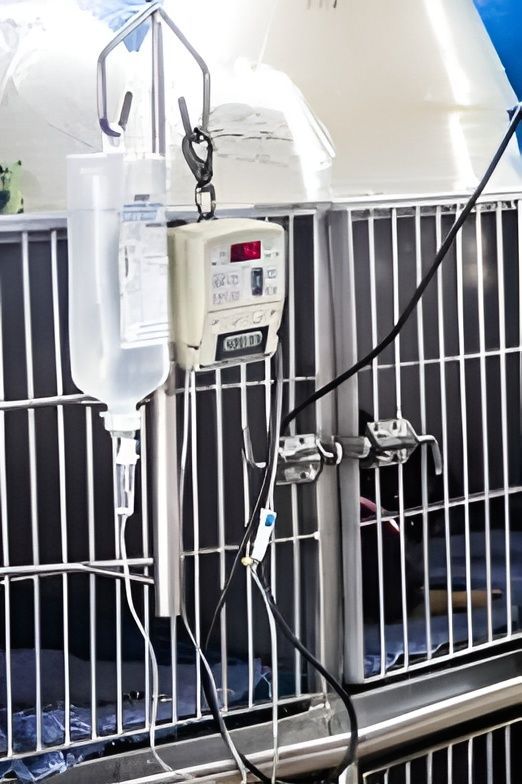 Industrial Meter and Control Panel Mounted on Pipes and Railings in A Utility Area — Sarina Veterinary Surgery In Sarina, QLD