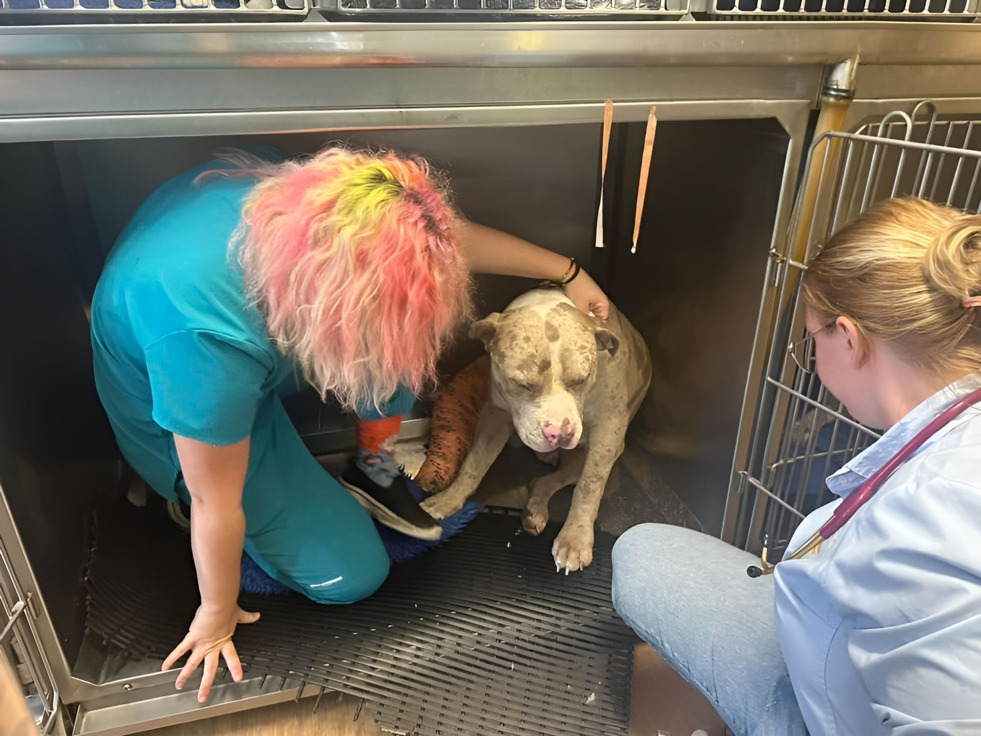 Vet and Assistant Examine a Dog in A Stainless-Steel Kennel — Sarina Veterinary Surgery In Sarina, QLD