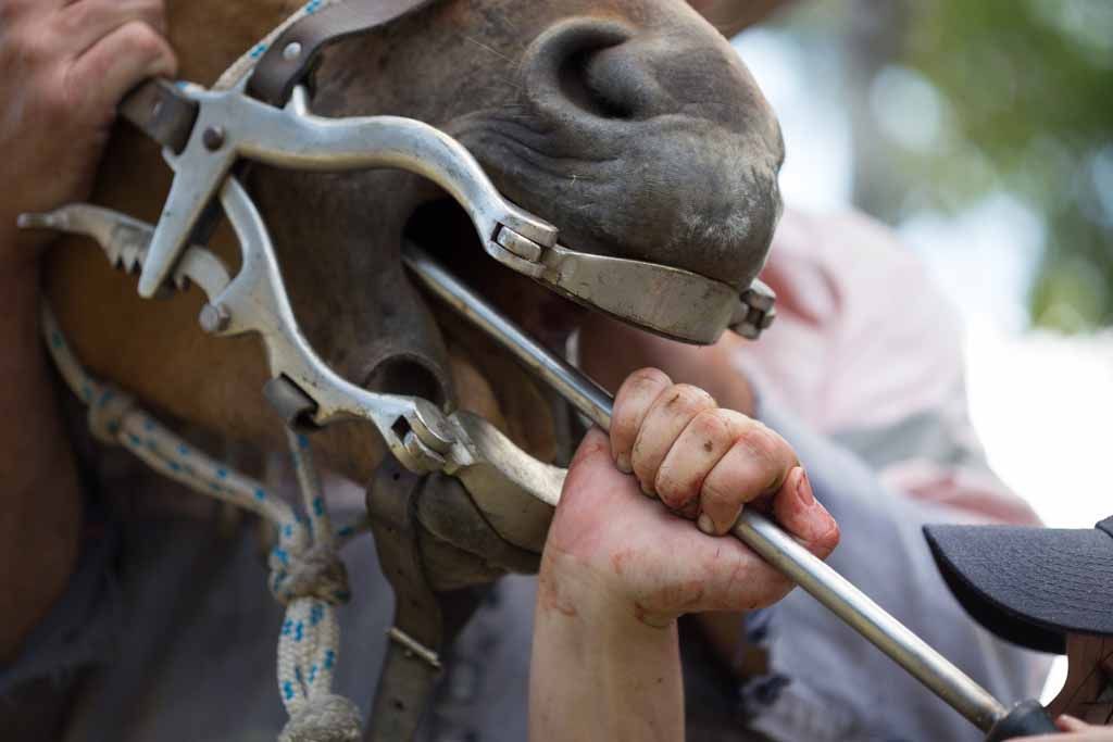 Horse undergoing dentistry treatment — Sarina Veterinary Surgery In Sarina, QLD
