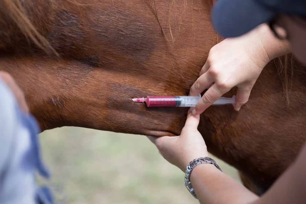 Hands Administer a Syringe Injection Into a Brown Horse's Side Outdoors — Sarina Veterinary Surgery In Sarina, QLD