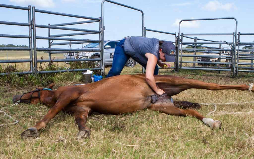 Person Leaning Over a Brown Horse Lying in A Grassy Pen Near Metal Gates — Sarina Veterinary Surgery In Sarina, QLD