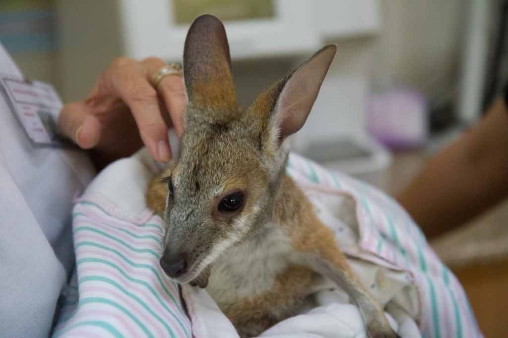 Small Kangaroo Joey Wrapped in A Blanket, Being Gently Held by A Person Indoors — Sarina Veterinary Surgery In Sarina, QLD