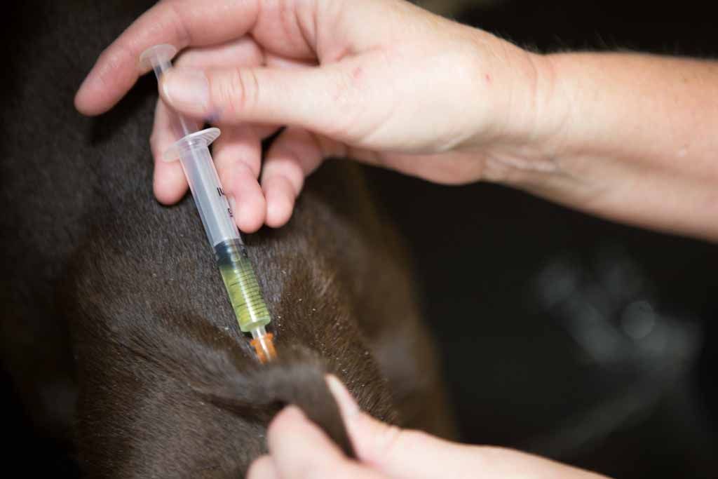 Hand Holding a Syringe to Inject a Dark Brown Animal's Skin — Sarina Veterinary Surgery In Sarina, QLD