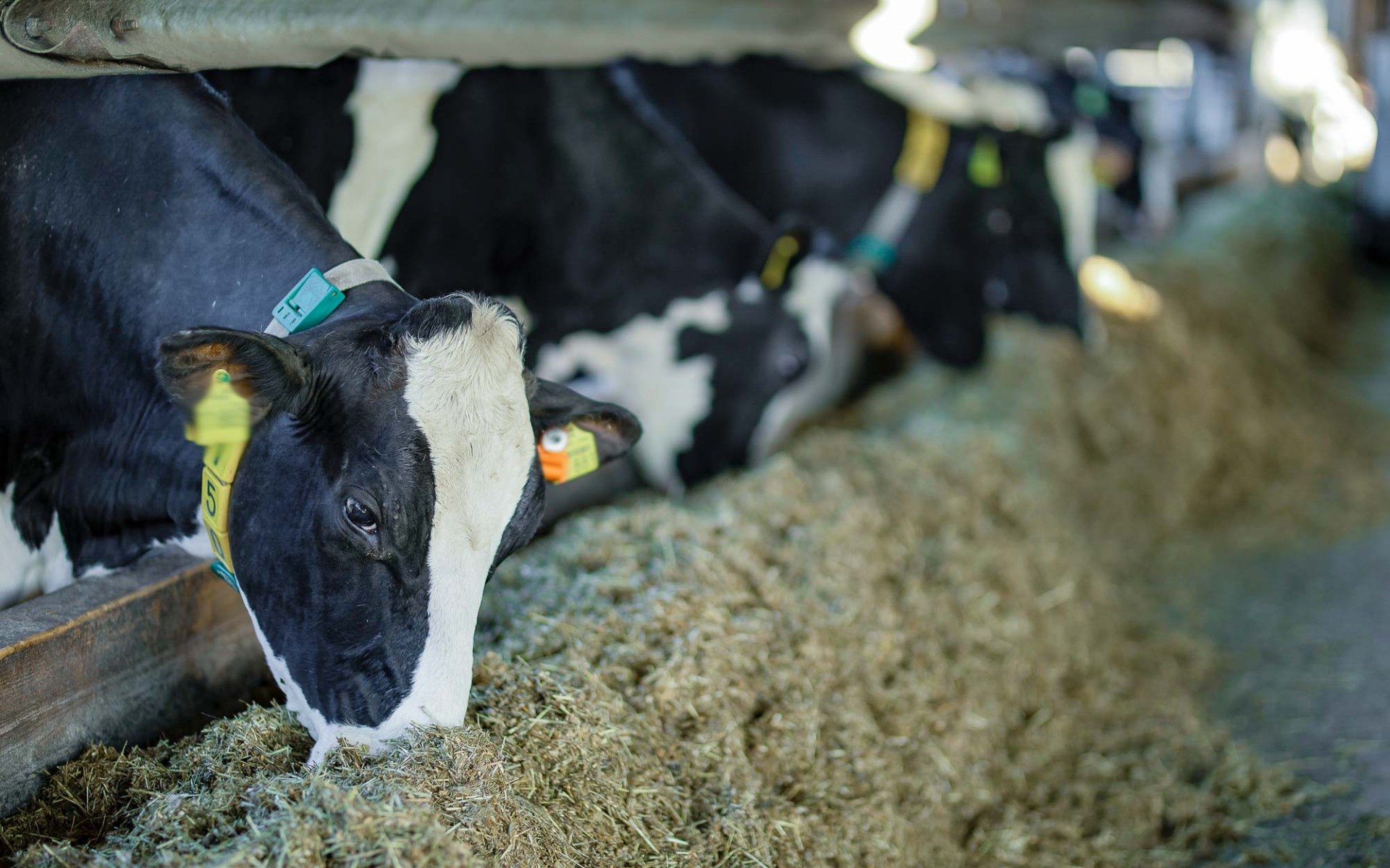 Crowdfarming - Adoptieren Sie eine Kuh | Engelnhof Hofkäserei