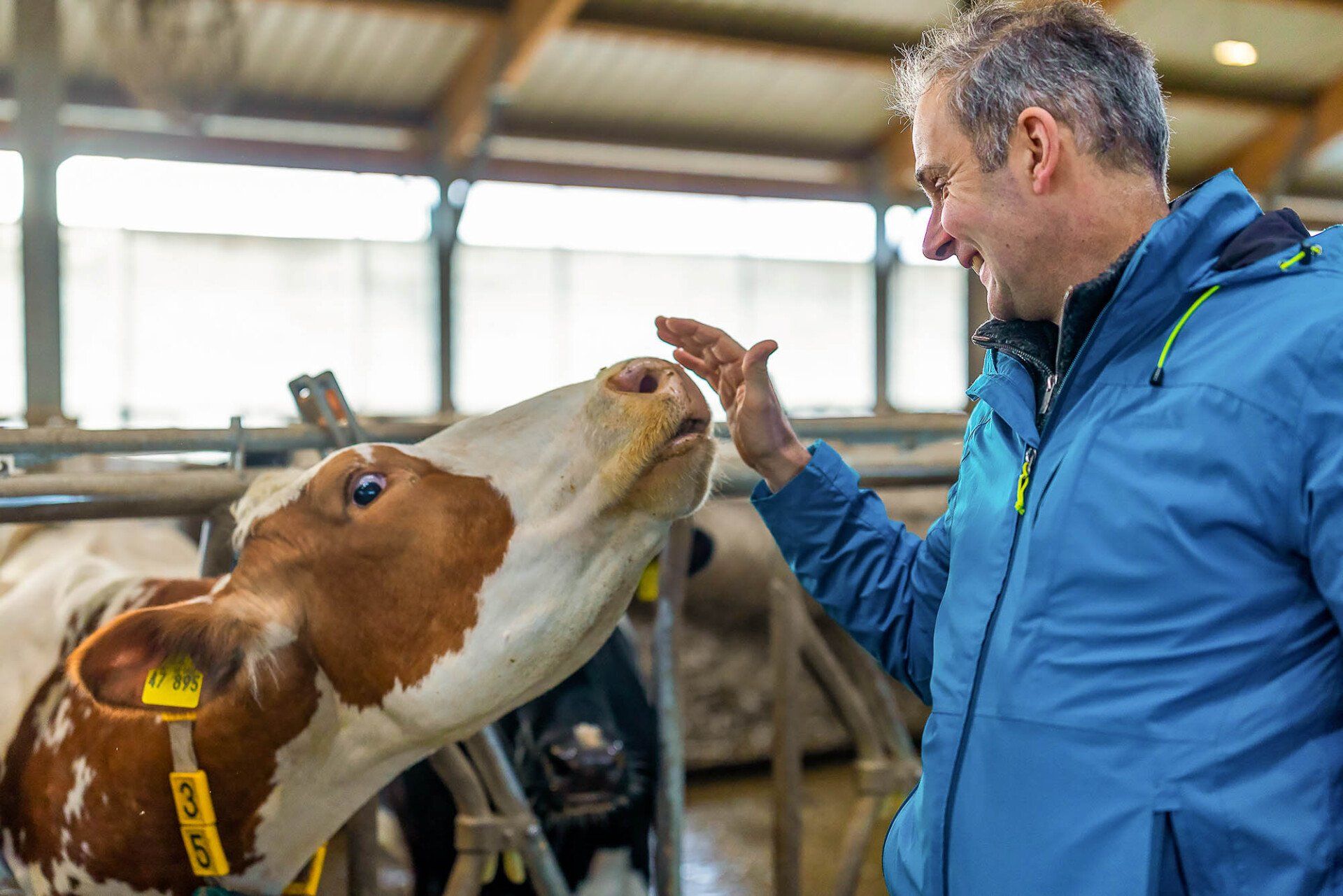 Ludger Engeln mit braun-weißer Milchkuh.